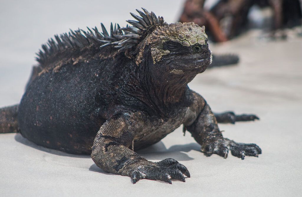 Galapagos Iguanas