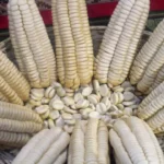 Giant white corn from Cusco, a traditional crop of Peru's Sacred Valley