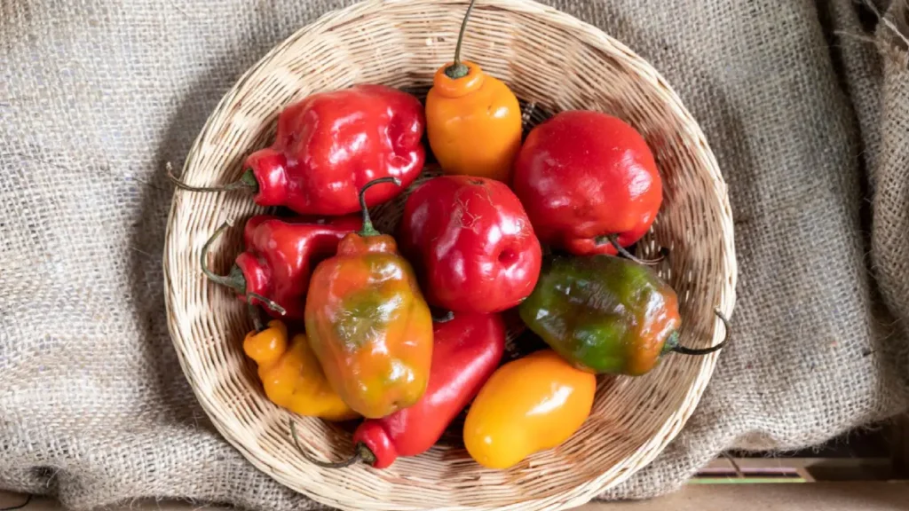 Fresh rocoto and Peruvian chili peppers in different colors