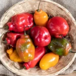 Fresh rocoto and Peruvian chili peppers in different colors
