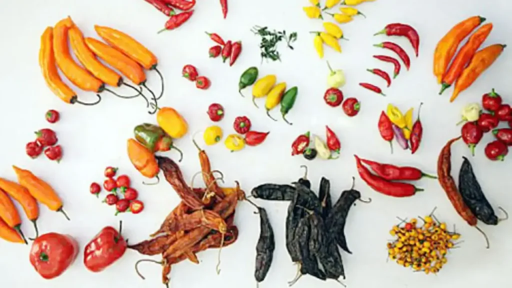 Different varieties of Peruvian chili peppers used in regional cooking